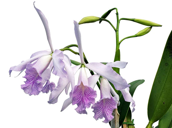 Cattleya Amazone f. coerulea