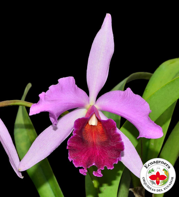 Cattleya Dominiana (1859)