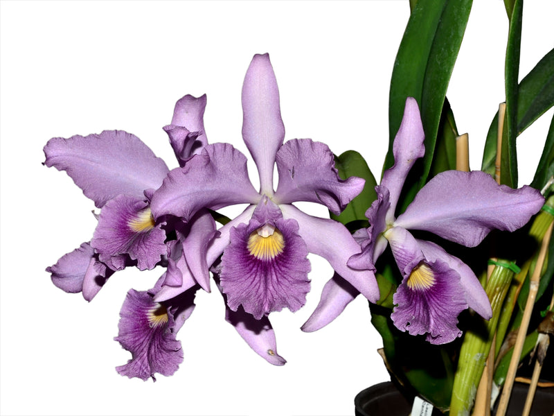 Cattleya Canhamiana f. coerulea 'Azure Sky'