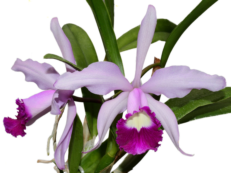 Cattleya Elegans (1898)