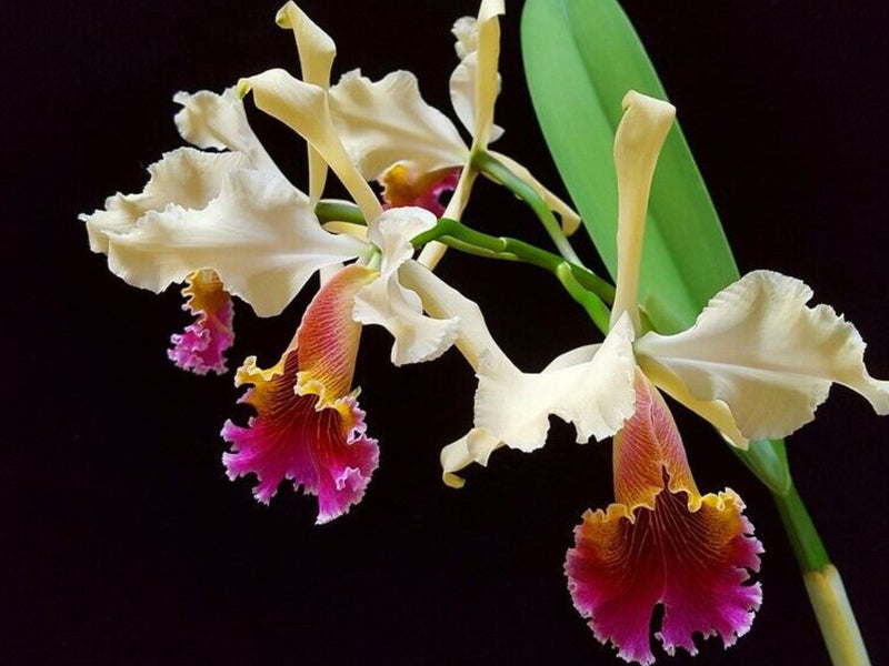 Cattleya Kiat Tan