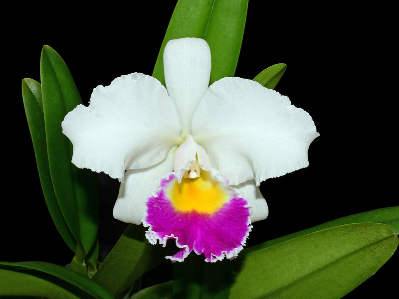 Cattleya Manuel Moran