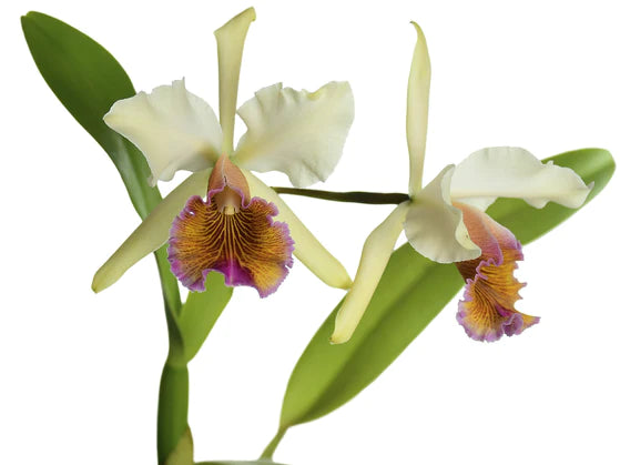 Cattleya Marilyn Lew