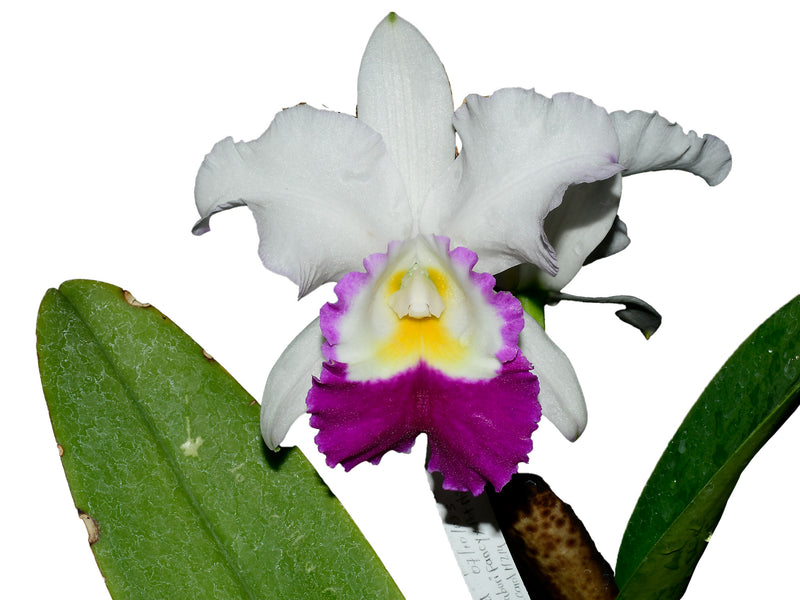 Cattleya Mildred Rives