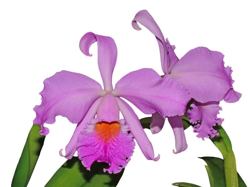 Cattleya Milo (1910)