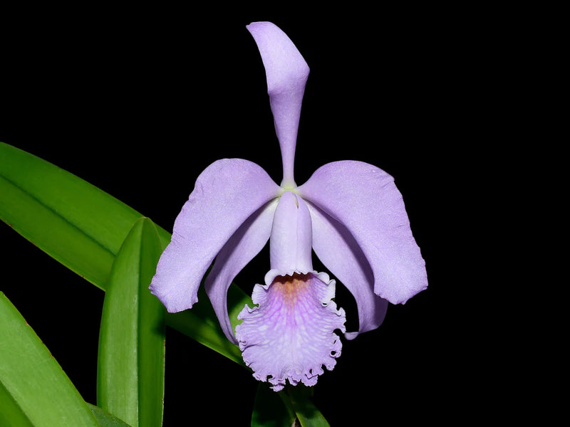 Cattleya Milo (1910) f. coerulea