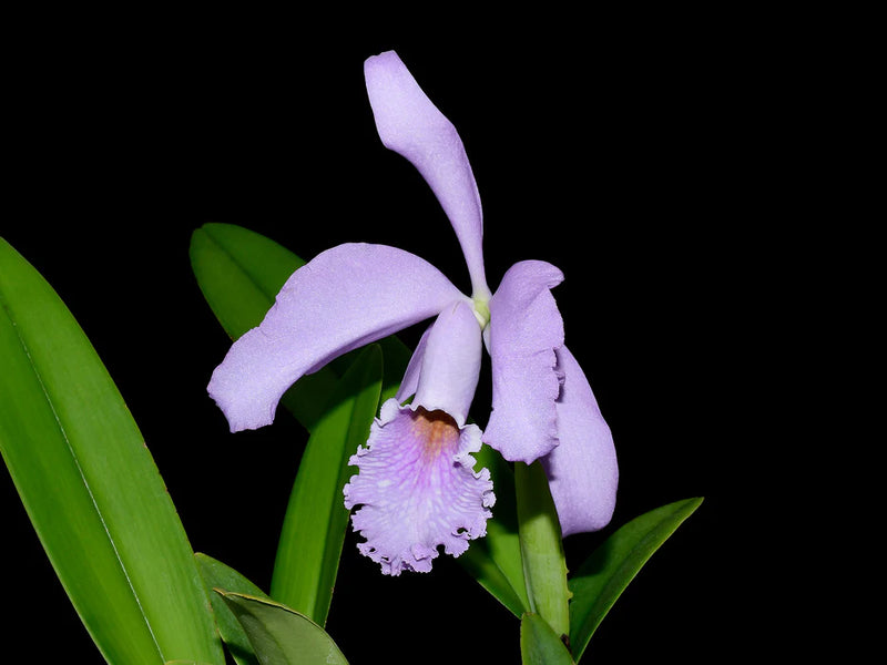 Cattleya Milo (1910) f. coerulea