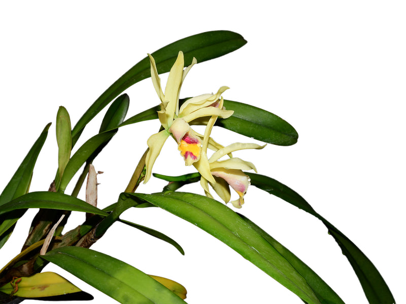 Cattleya My Special Angel