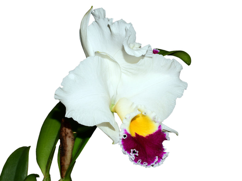 Cattleya Village Chief Augment