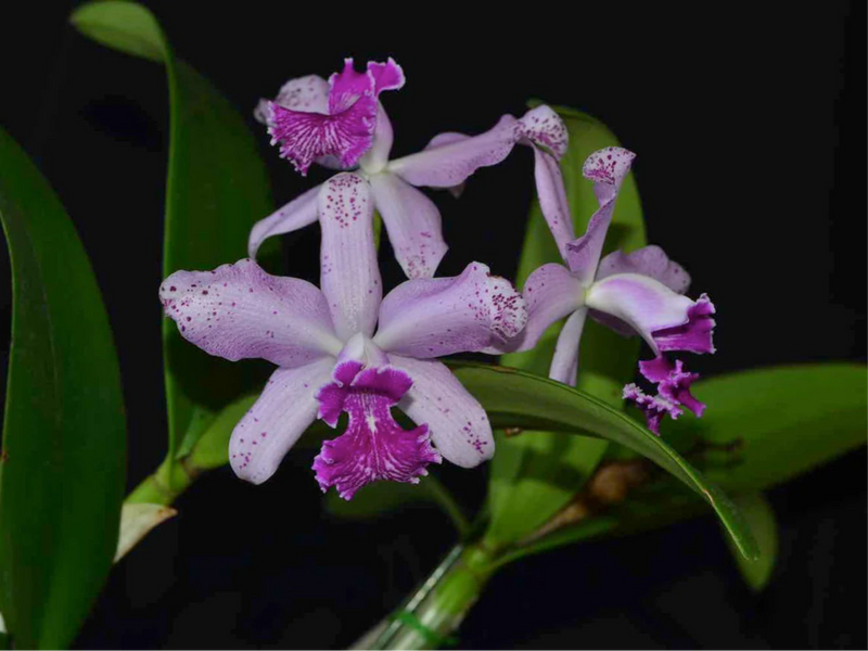 Cattleya Virgen de Guadalupe