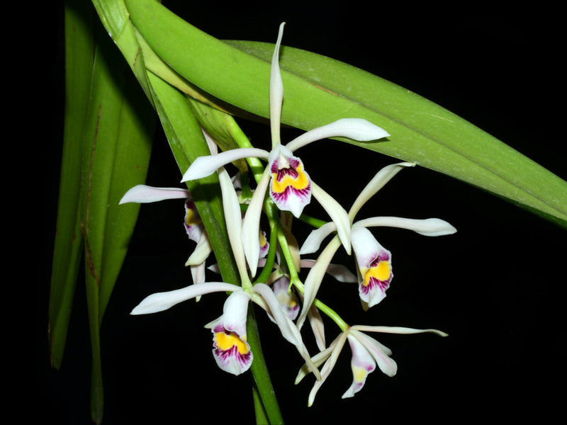 Cattleya iricolor