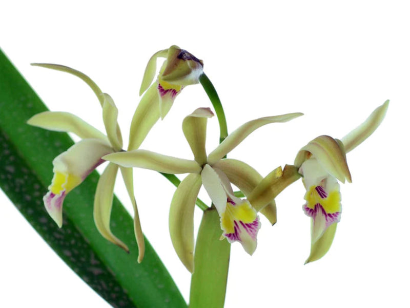 Cattleya iricolor