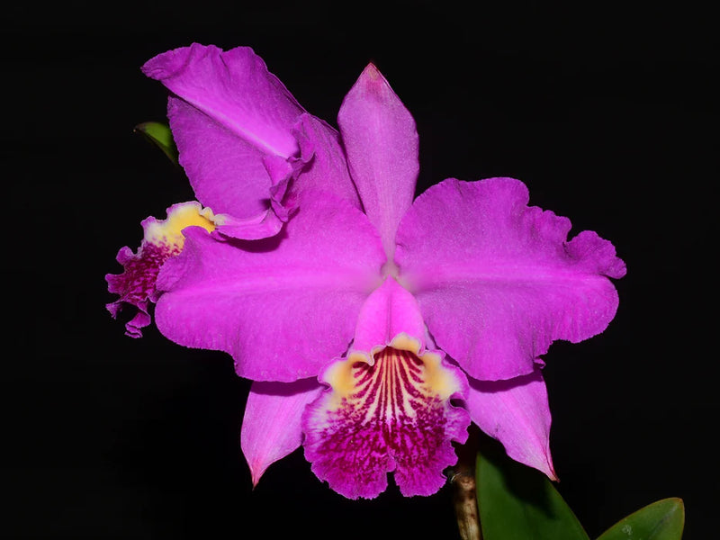 Cattleya lueddemanniana 'Camila' x 'Rombito'