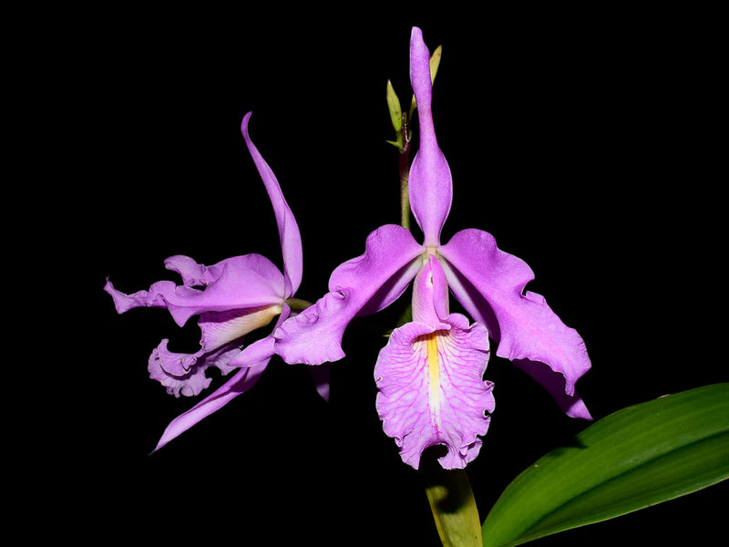 Cattleya maxima Scott