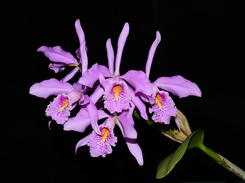 Cattleya maxima 'Uzhupud'