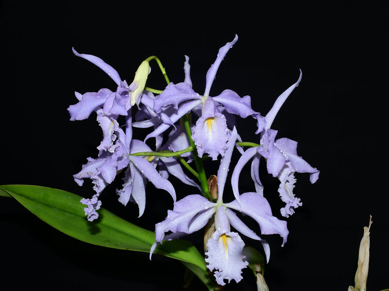 Cattleya maxima f. coerulea 'Gigi x Angelo'