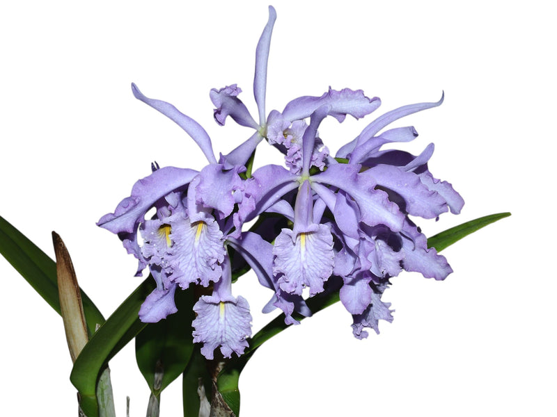 Cattleya maxima f. coerulea 'Gigi x Angelo'