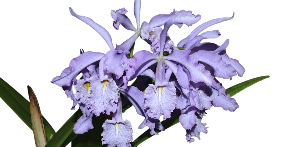 Cattleya maxima f. coerulea 'Gigi x Angelo' — Ecuagenera California