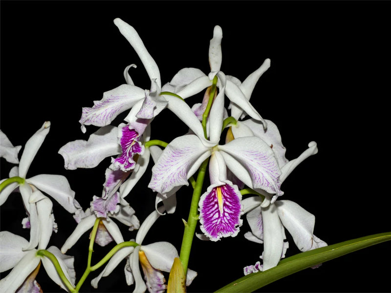 Cattleya maxima f. semialba striata