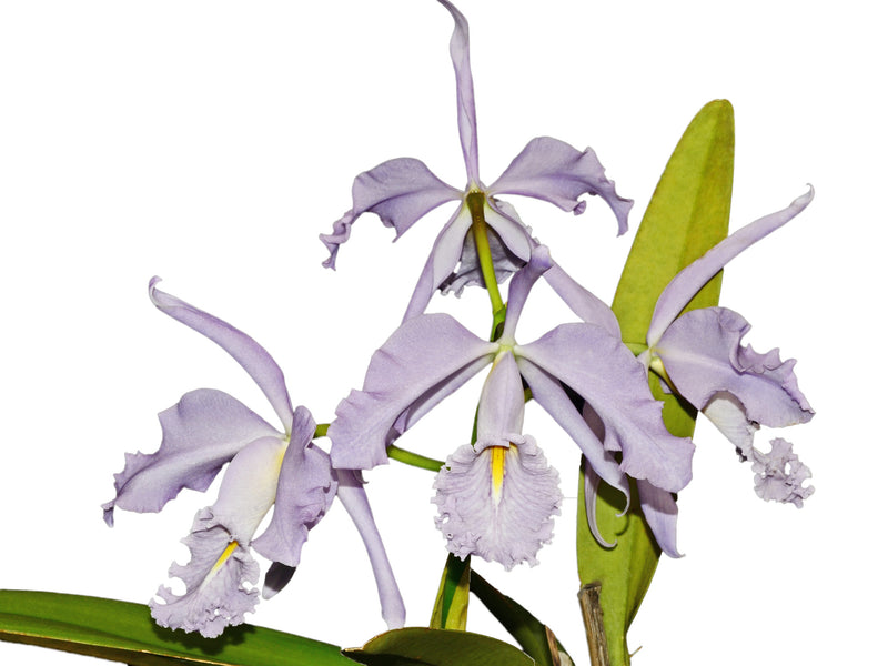 Cattleya maxima f. coerulea 'Gigi x Angelo'