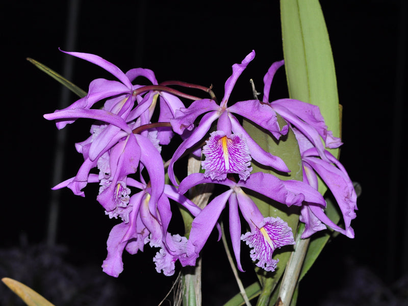 Cattleya maxima tall