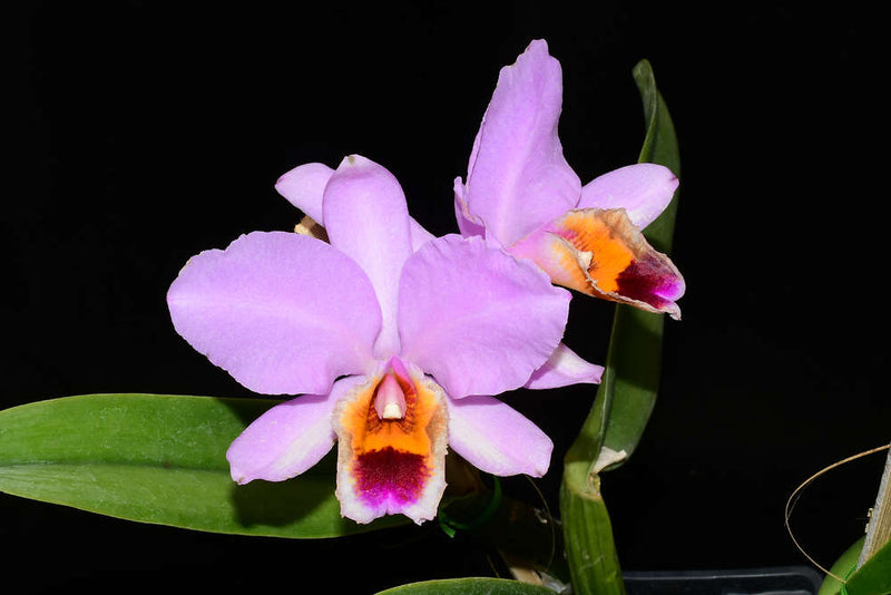 Cattleya percivaliana ‘Ecua' 0454