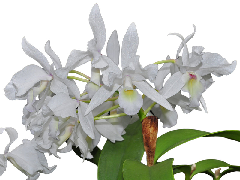 Cattleya skinneri f. alba