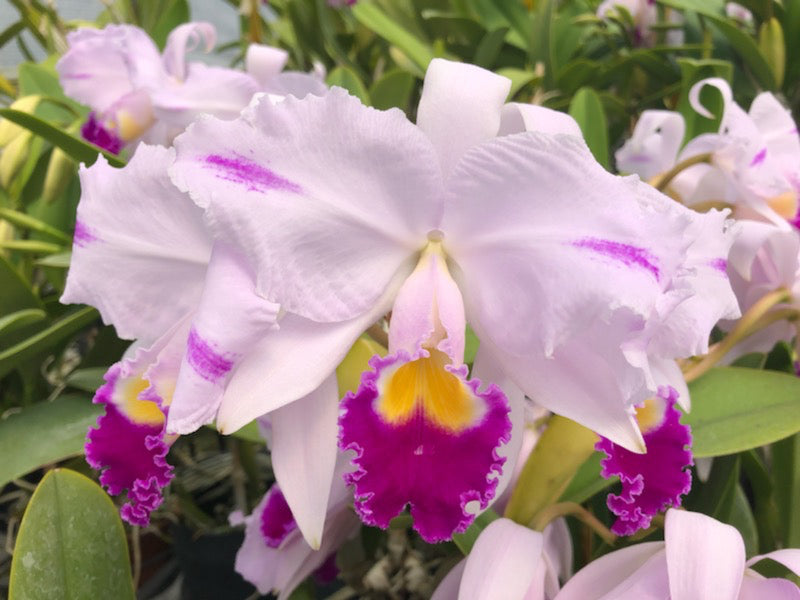 Cattleya trianae Cuencanita x Morlaquita Splash