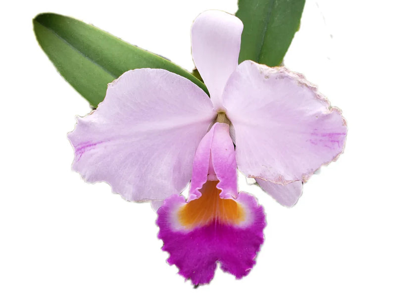 Cattleya trianae splash Real x Splash