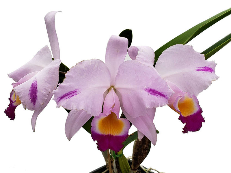 Cattleya trianae Cuencanita x Morlaquita Splash