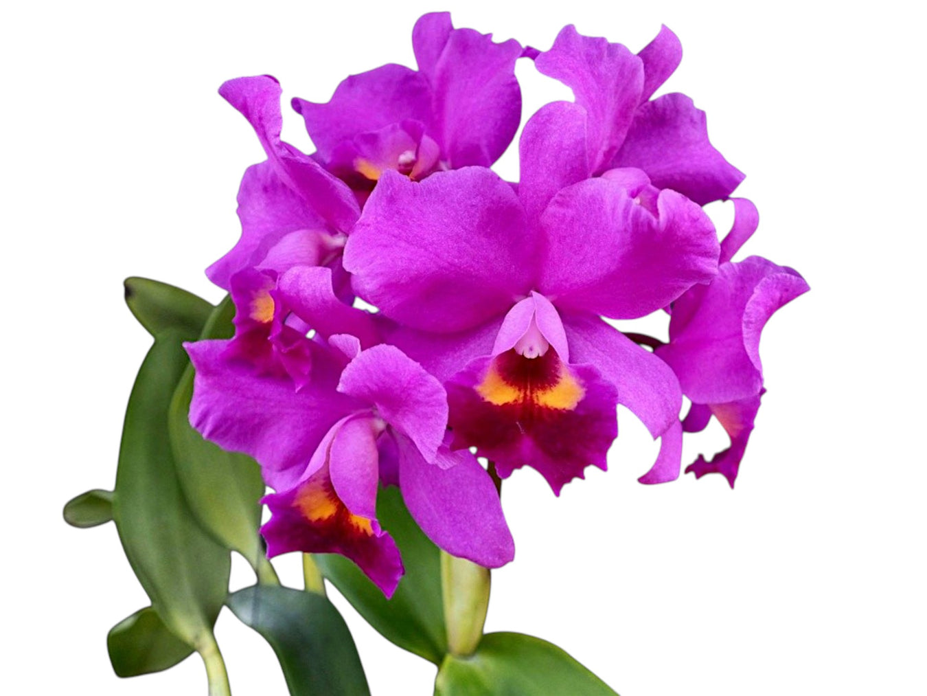 Cattleya