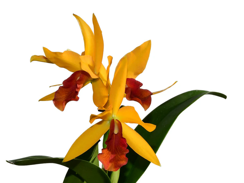 Cattlianthe Rubencito