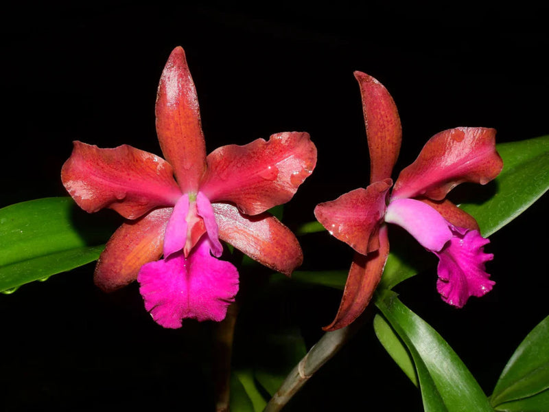 Cattlianthe Vito Muñoz