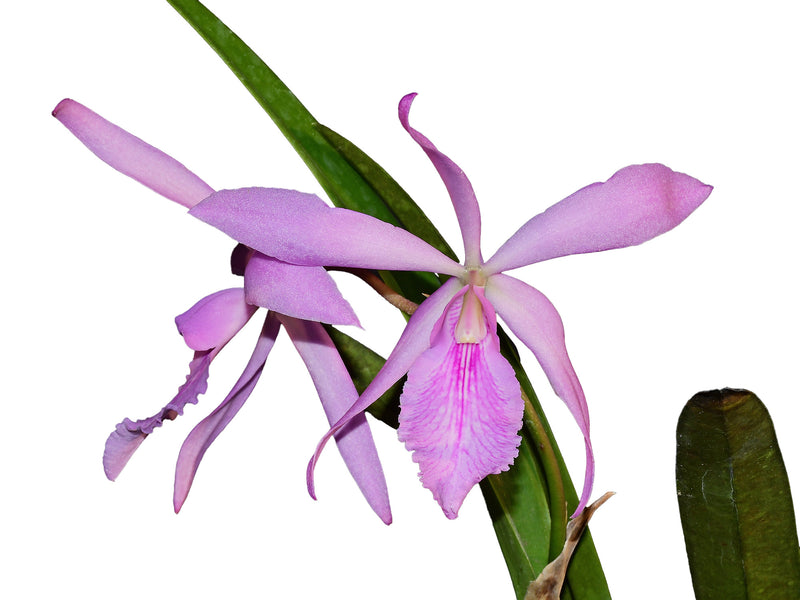 Catyclia Maureen Shank