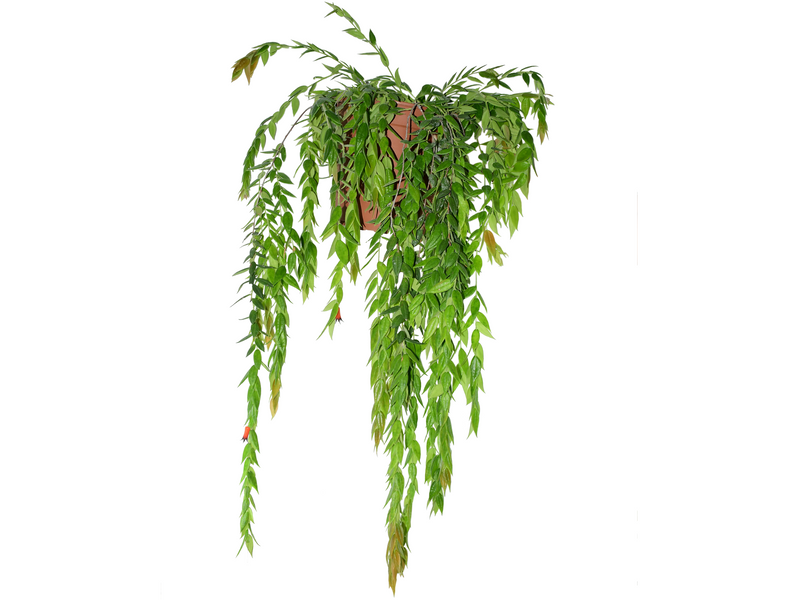 Ceratostema loucianae