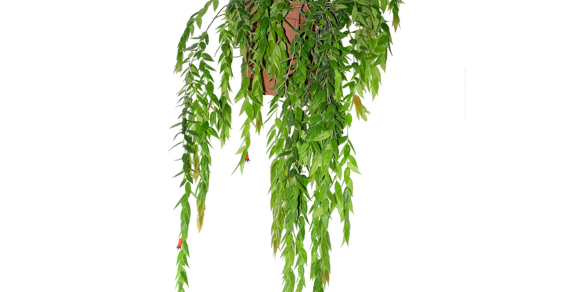 Ceratostema jorgebritoi 着生ツツジ セラトステマ