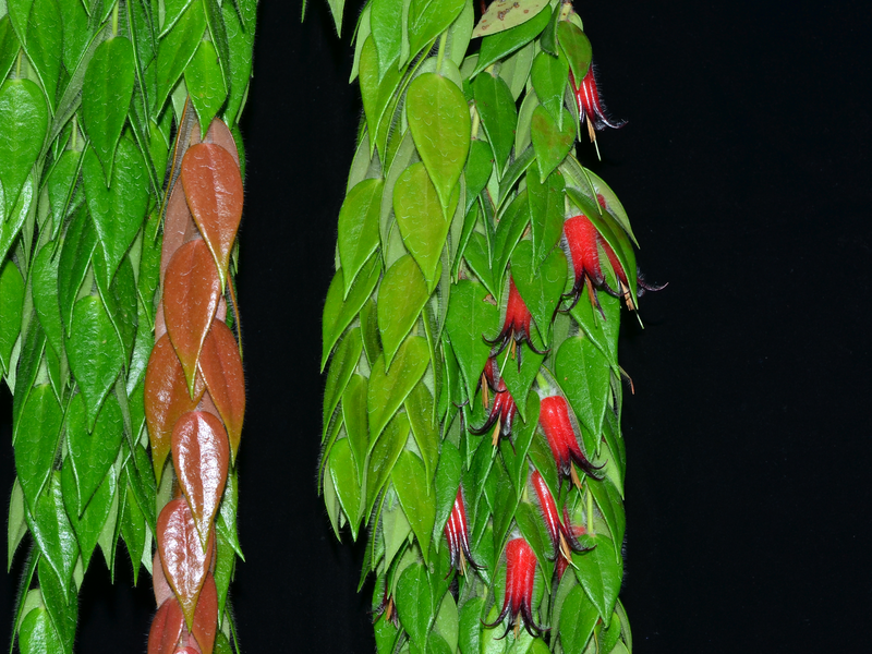 Ceratostema loucianae