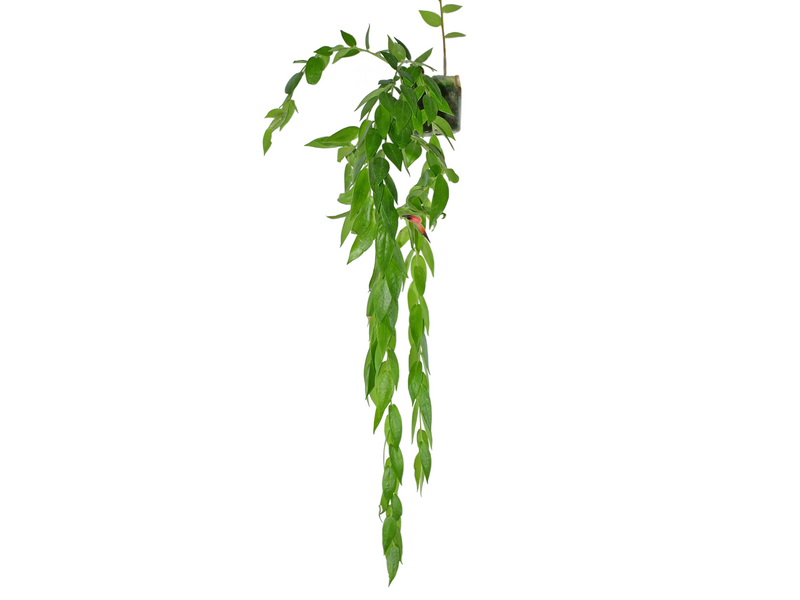 Ceratostema loucianae