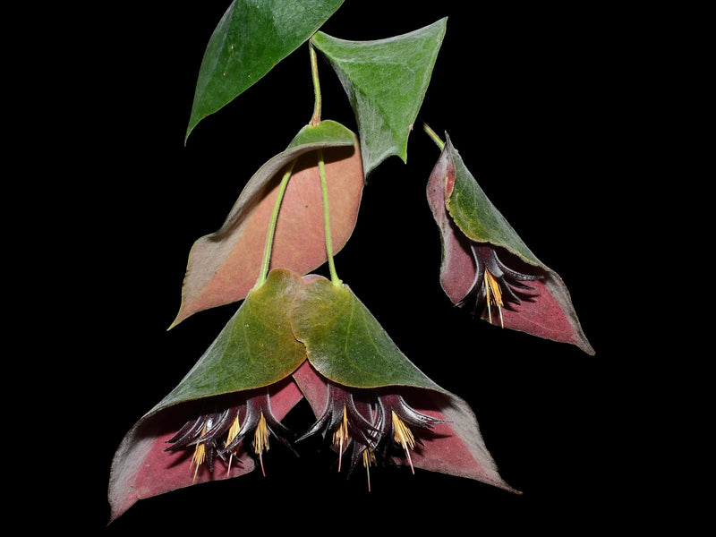 Ceratostema pendens — Ecuagenera California