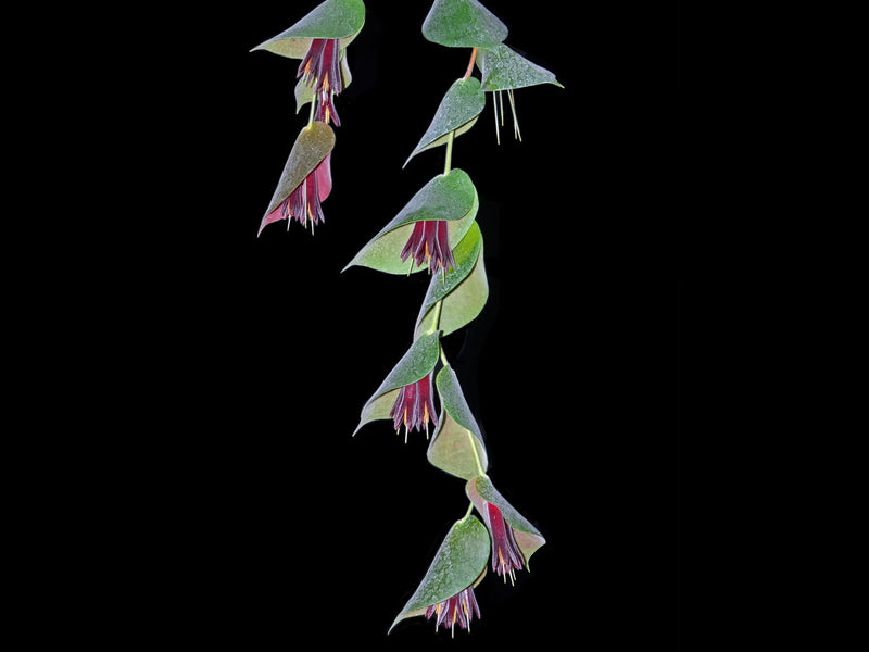 Ceratostema pendens — Ecuagenera California Ceratostema pendens — Ecuagenera California