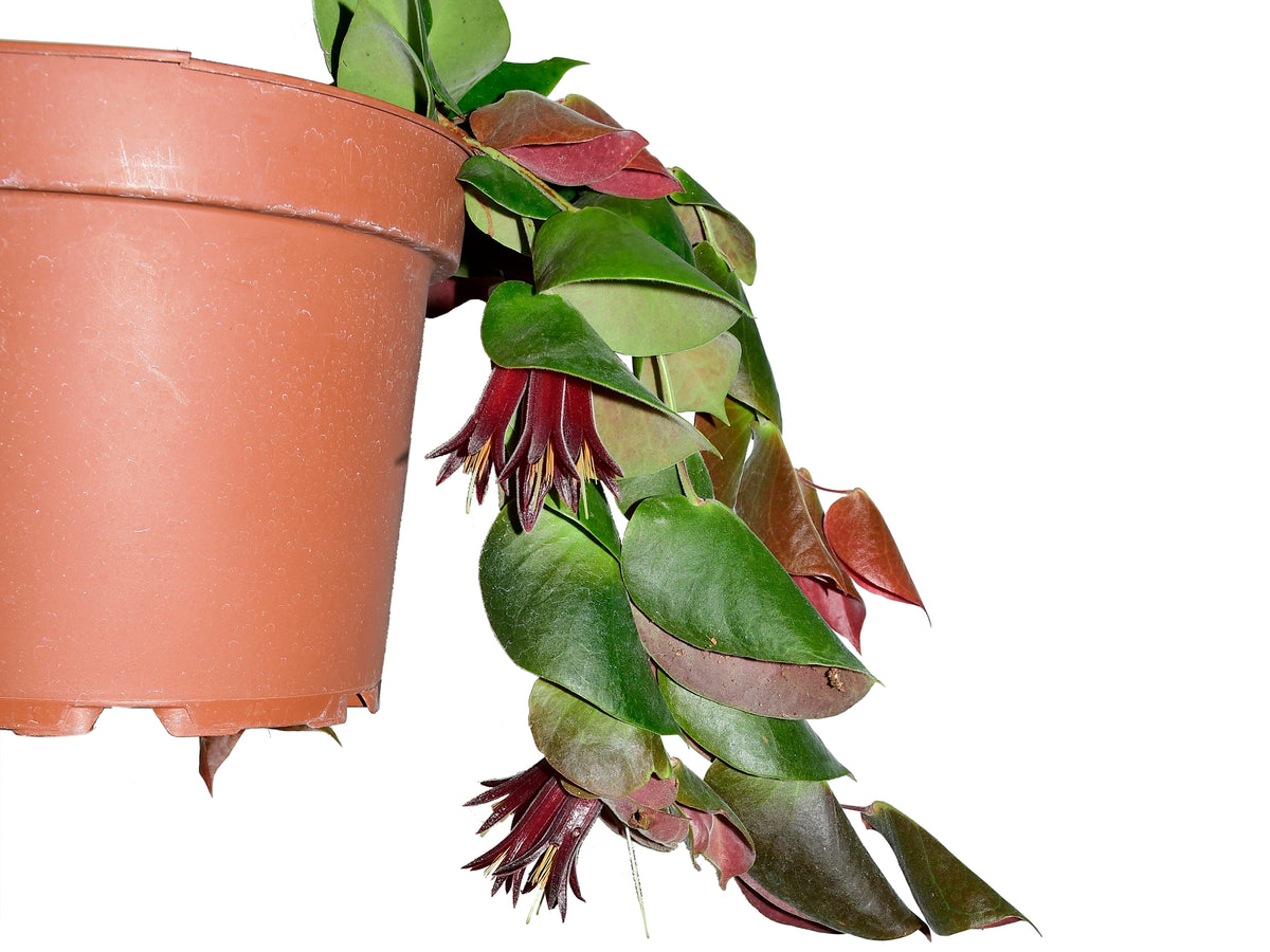 セラトステマ　ペンデンス　ケラトステマ ceratostema pendens Ceratostema pendens — Ecuagenera California