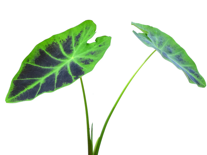 Colocasia esculenta var. antiquorum