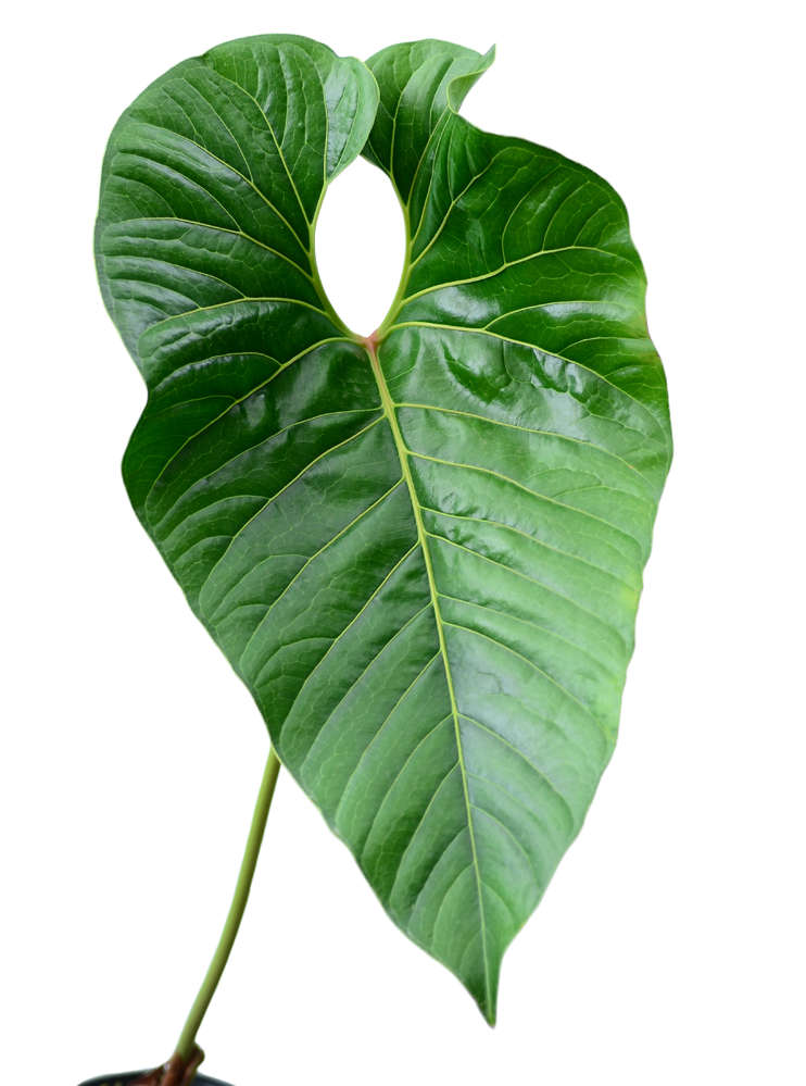 Anthurium decipiens