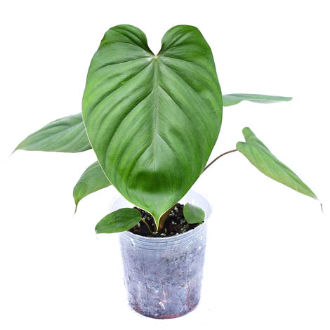 Philodendron lynamii x Philodendron plowmanii (seedling)