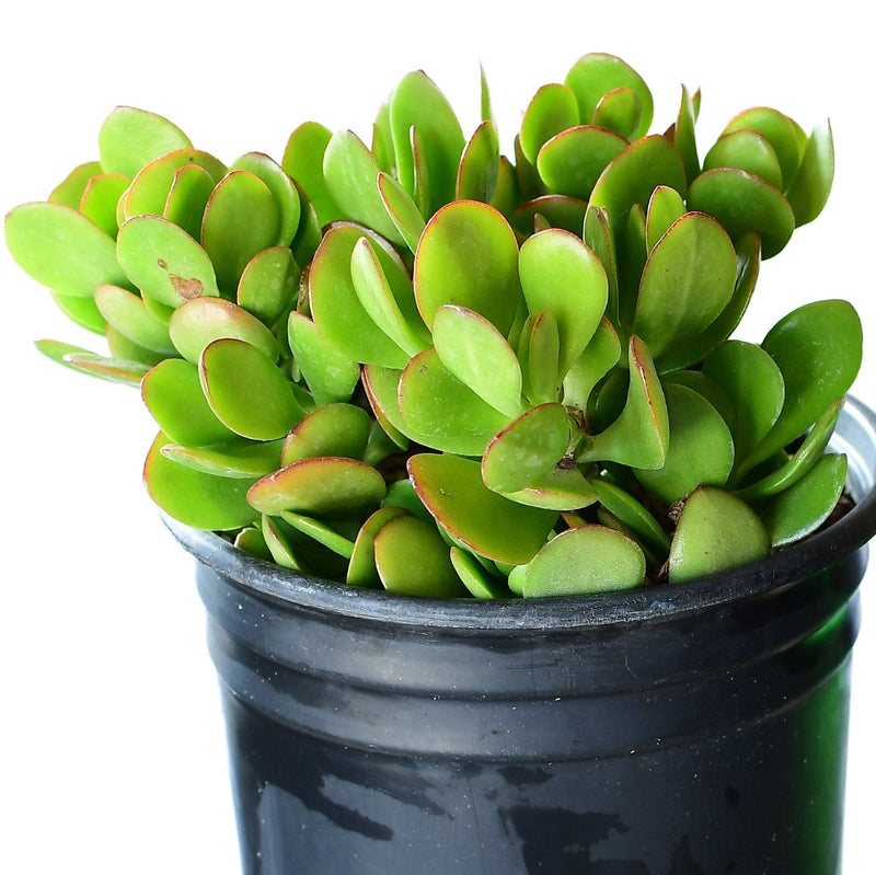 Crassula ovata 5g
