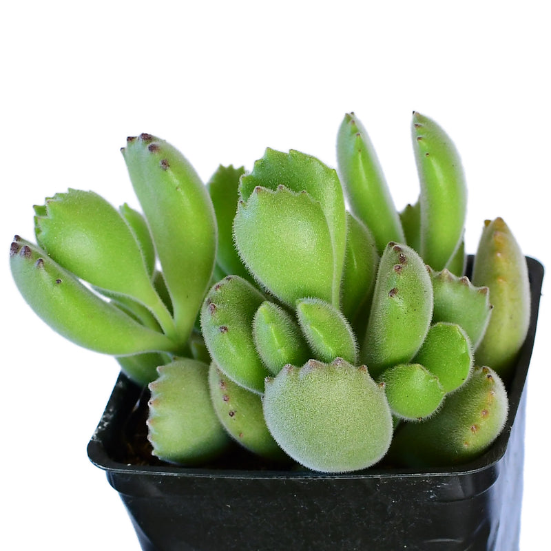 Cotyledon tomentosa (Bear Paws) 4"