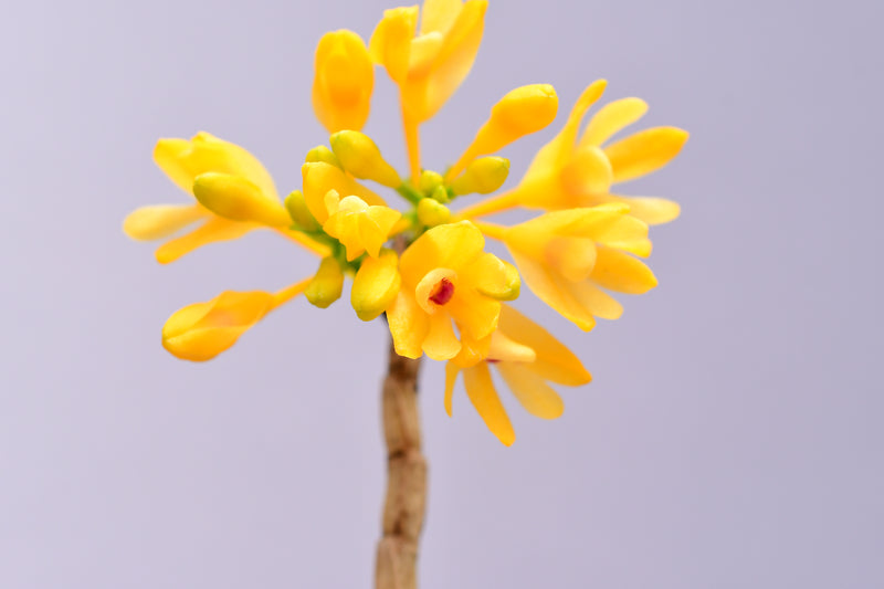 Dendrobium trichostomum f. xanthinum