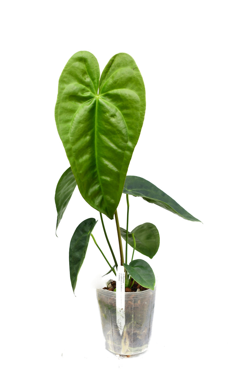 Anthurium corallinum x Anthurium nigrolaminum 'Fantasy'