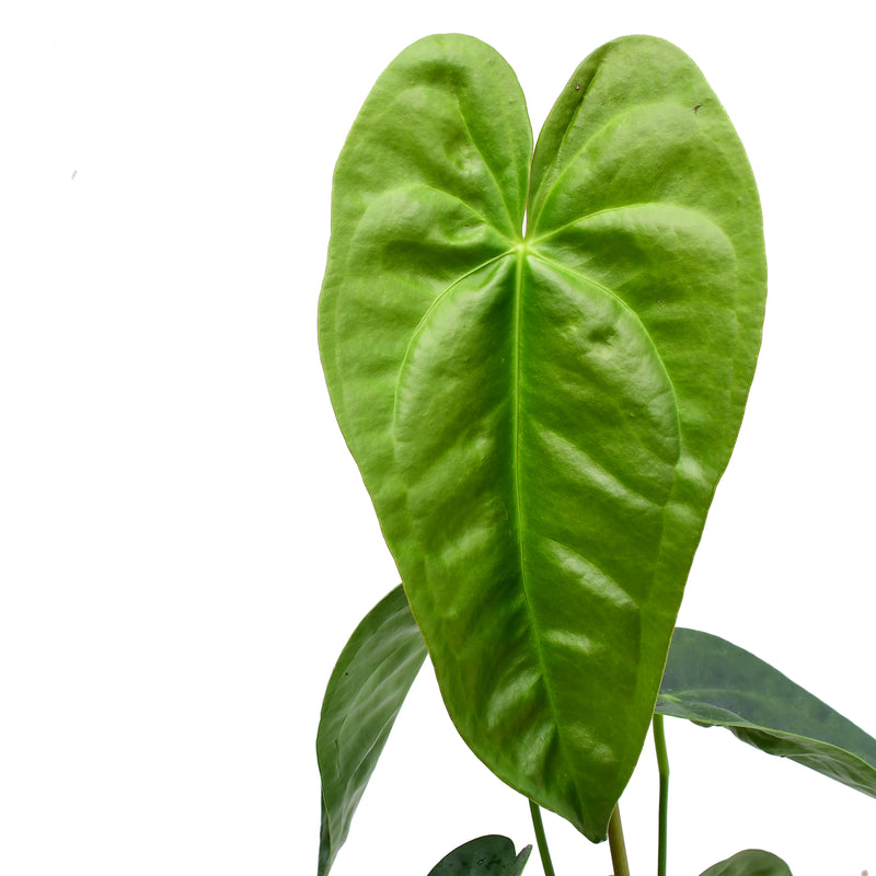 Anthurium corallinum x Anthurium nigrolaminum 'Fantasy'