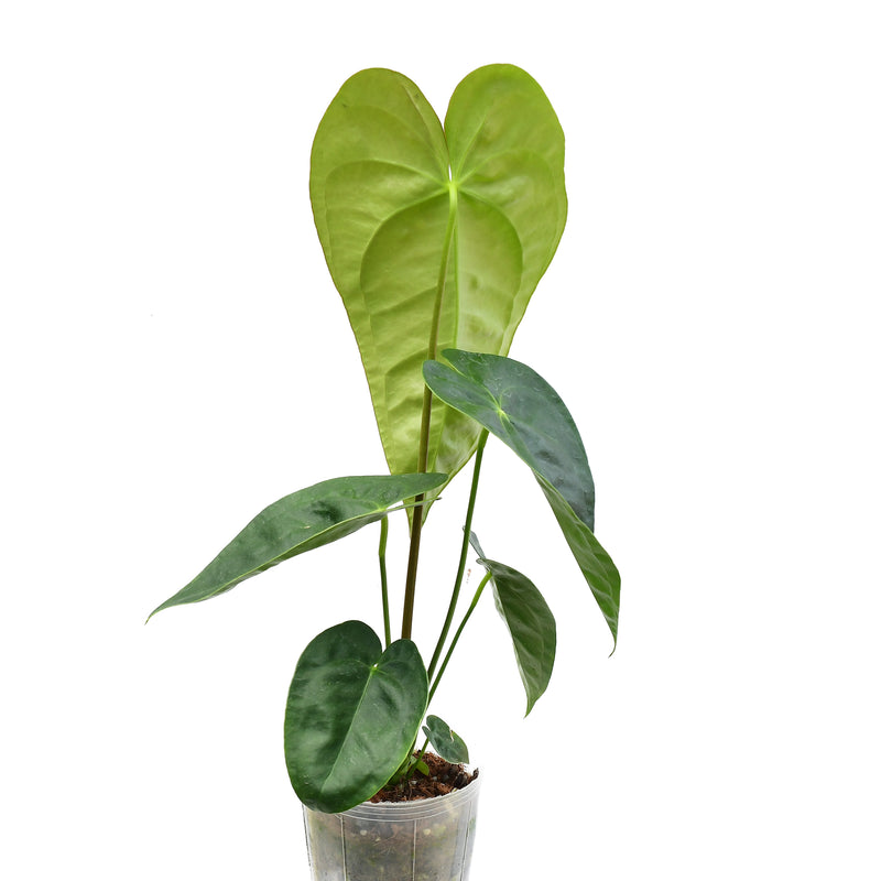 Anthurium corallinum x Anthurium nigrolaminum 'Fantasy'